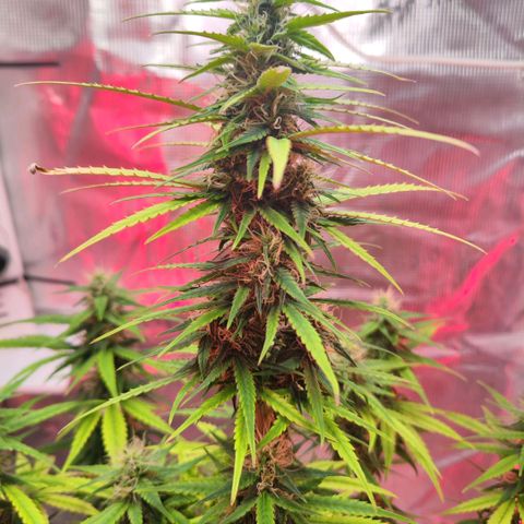 Bonnie growlog timeline photo