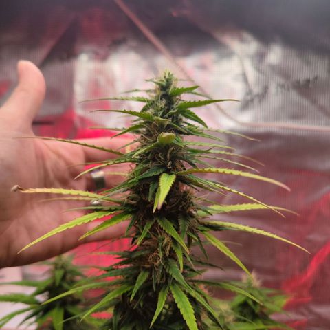 Bonnie growlog timeline photo