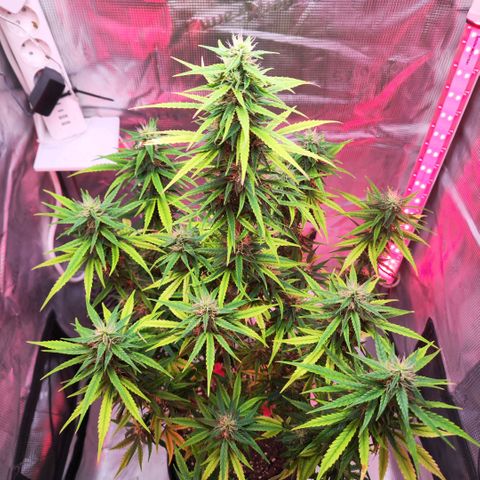 Bonnie growlog timeline photo
