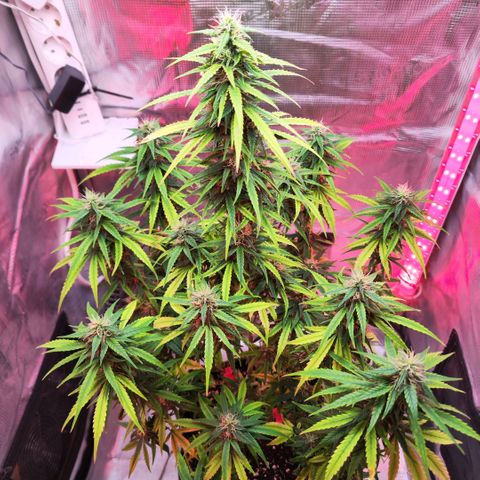 Bonnie growlog timeline photo