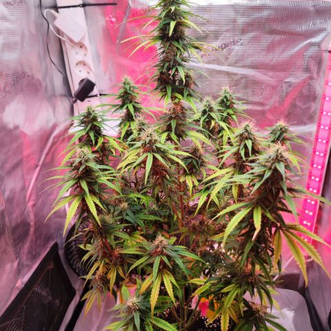 Bonnie growlog timeline photo