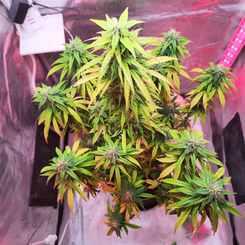 Bonnie growlog timeline photo