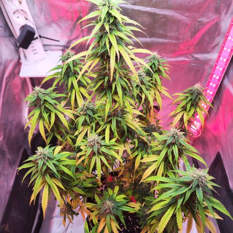 Bonnie growlog timeline photo