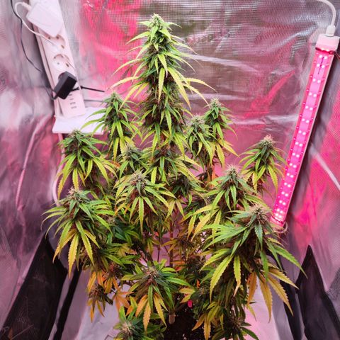 Bonnie growlog timeline photo