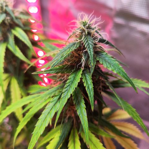 Bonnie growlog timeline photo
