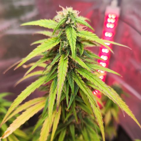 Bonnie growlog timeline photo