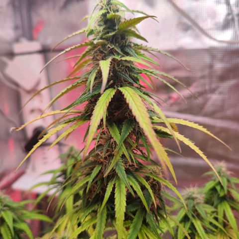 Bonnie growlog timeline photo