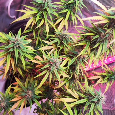 Bonnie growlog timeline photo