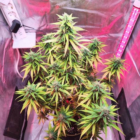 Bonnie growlog timeline photo