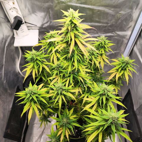 Bonnie growlog timeline photo