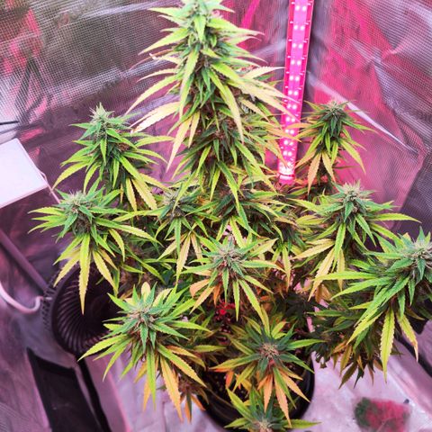 Bonnie growlog timeline photo
