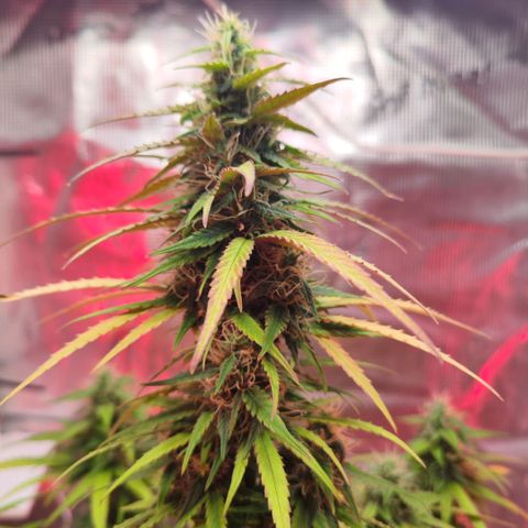 Bonnie growlog timeline photo