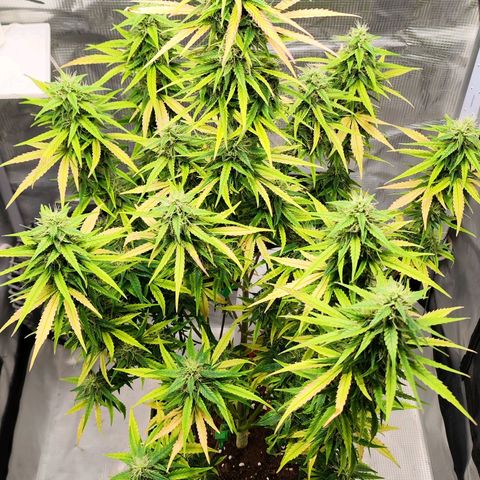 Bonnie growlog timeline photo
