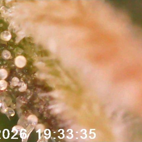 Bonnie growlog timeline photo