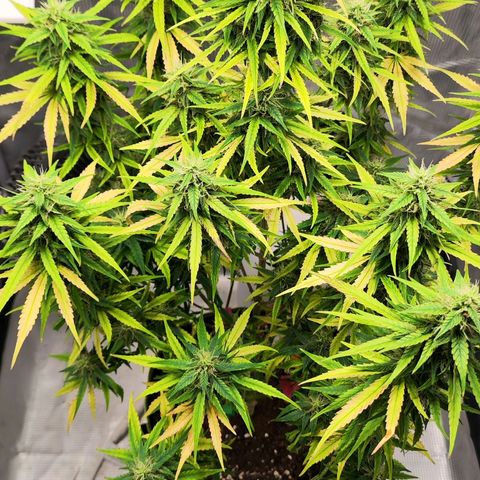Bonnie growlog timeline photo