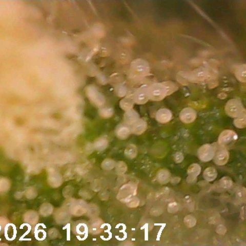 Bonnie growlog timeline photo