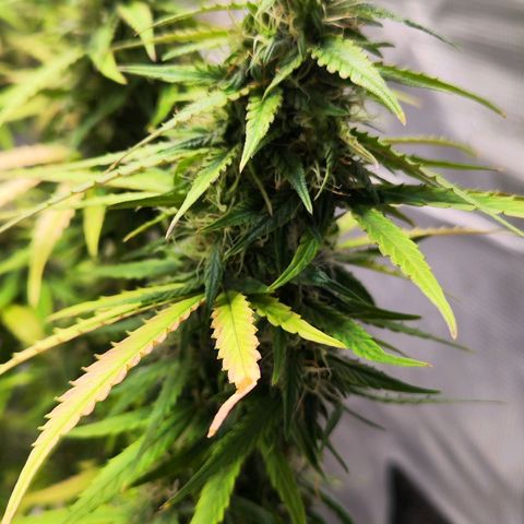 Bonnie growlog timeline photo