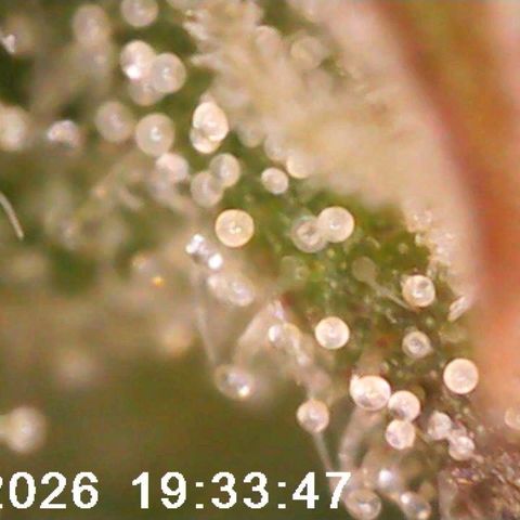 Bonnie growlog timeline photo