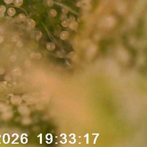 Bonnie growlog timeline photo