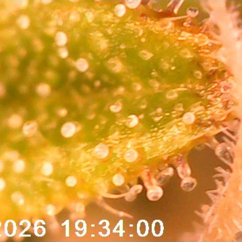 Bonnie growlog timeline photo