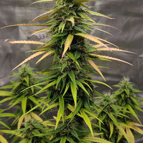 Bonnie growlog timeline photo