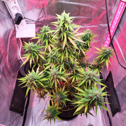 Bonnie growlog timeline photo