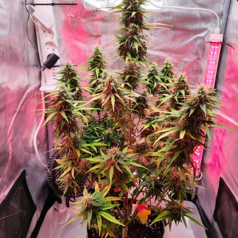 Bonnie growlog timeline photo