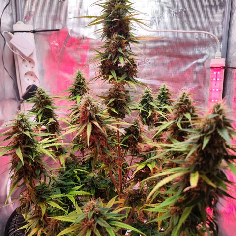 Bonnie growlog timeline photo