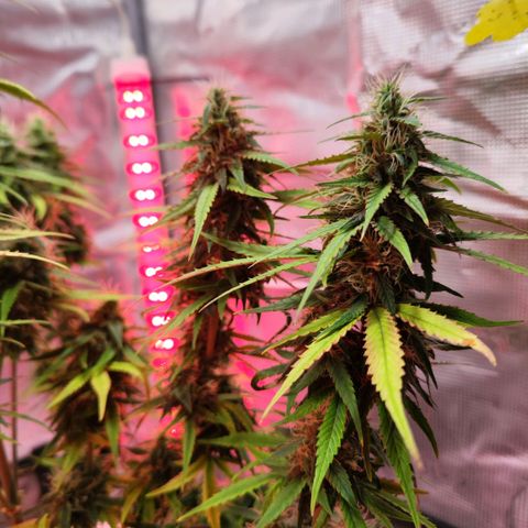Bonnie growlog timeline photo
