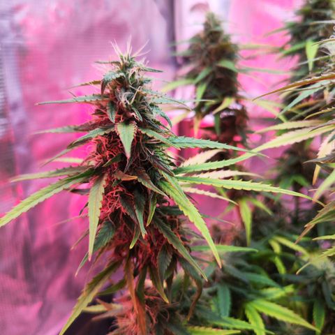 Bonnie growlog timeline photo