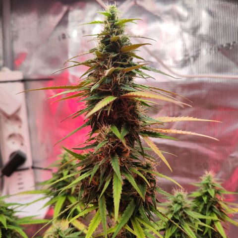 Bonnie growlog timeline photo