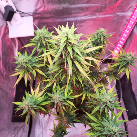 Bonnie growlog timeline photo