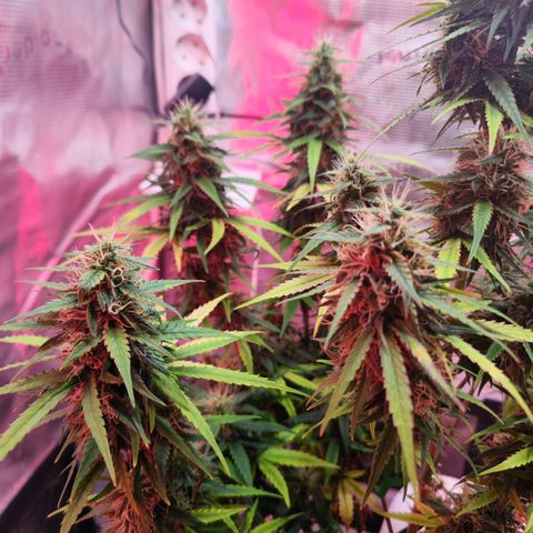 Bonnie growlog timeline photo