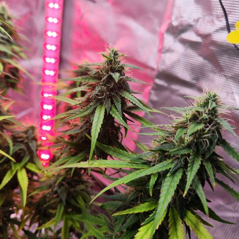 Bonnie growlog timeline photo