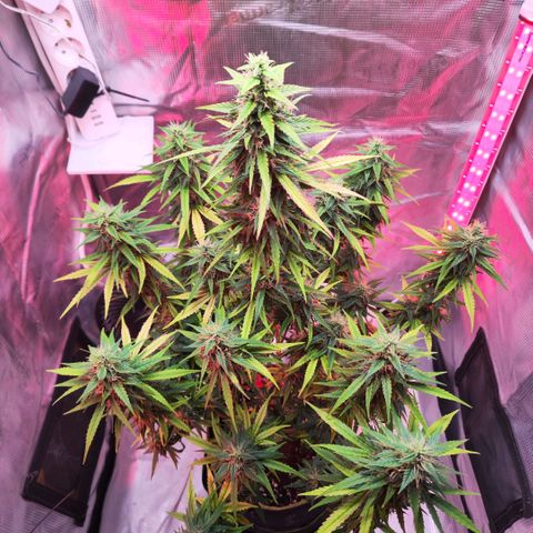 Bonnie growlog timeline photo