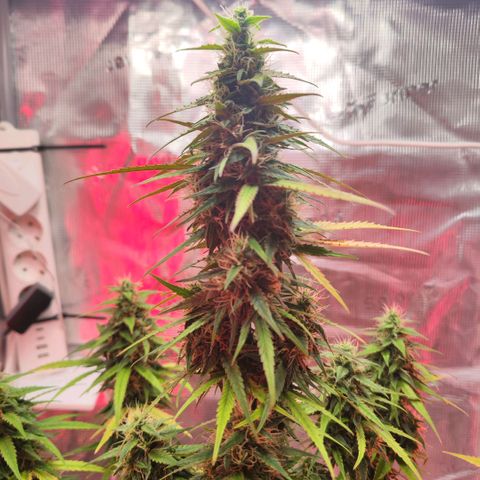 Bonnie growlog timeline photo