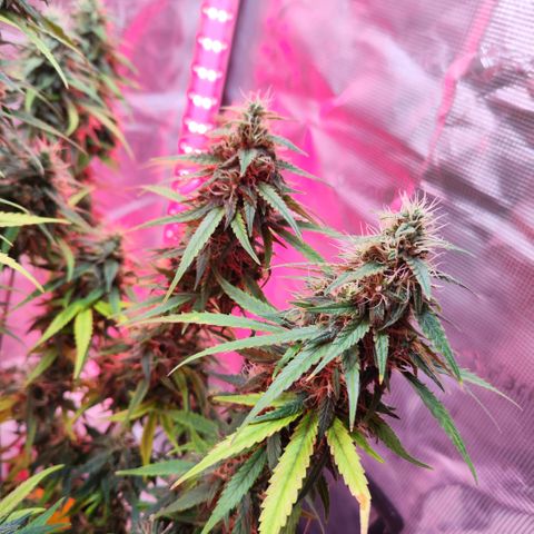 Bonnie growlog timeline photo