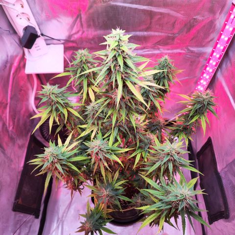 Bonnie growlog timeline photo