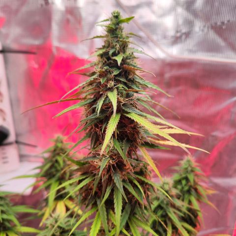 Bonnie growlog timeline photo