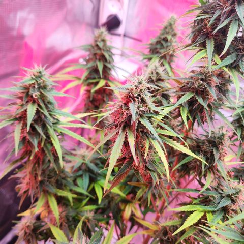 Bonnie growlog timeline photo