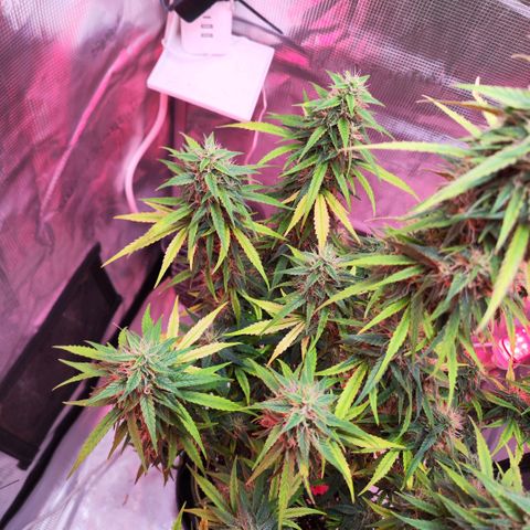Bonnie growlog timeline photo