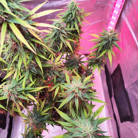 Bonnie growlog timeline photo
