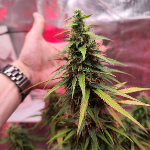 Bonnie growlog timeline photo