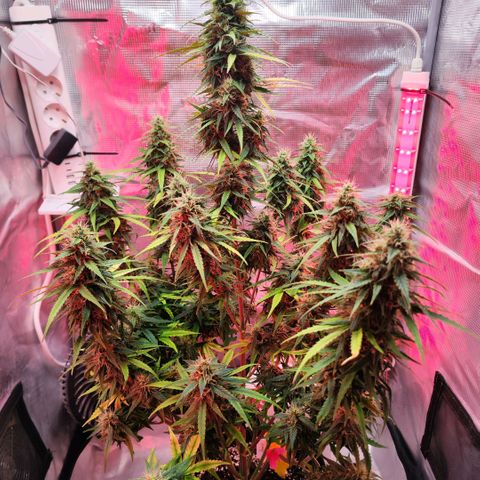 Bonnie growlog timeline photo