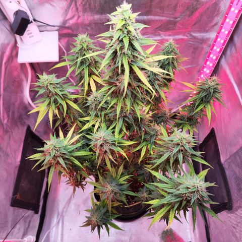 Bonnie growlog timeline photo