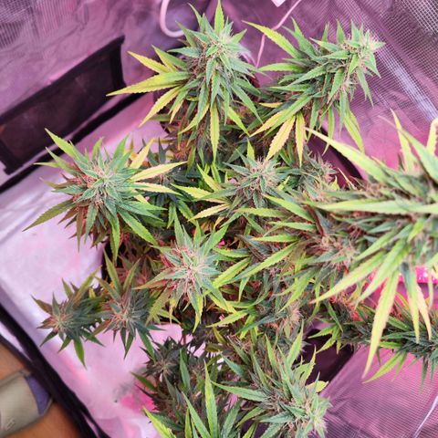 Bonnie growlog timeline photo