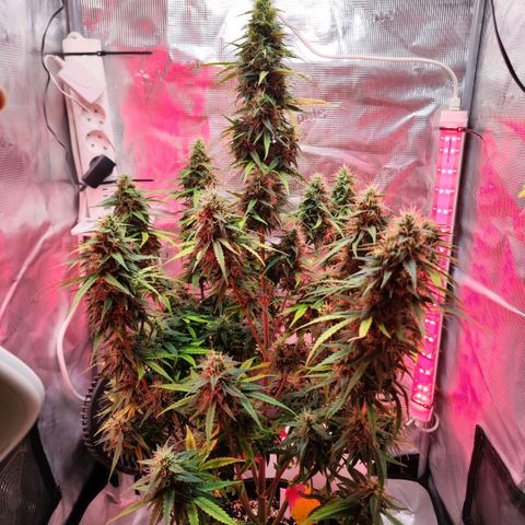 Bonnie growlog timeline photo