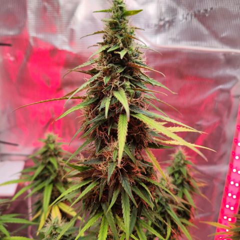 Bonnie growlog timeline photo