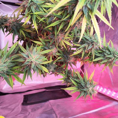 Bonnie growlog timeline photo