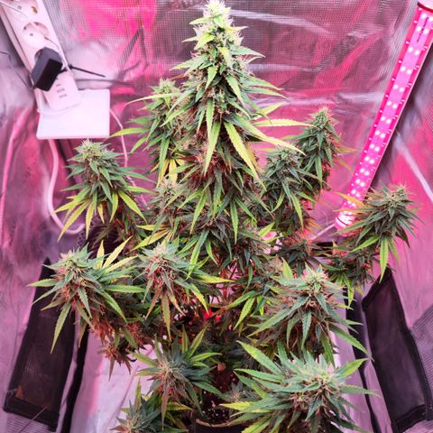Bonnie growlog timeline photo